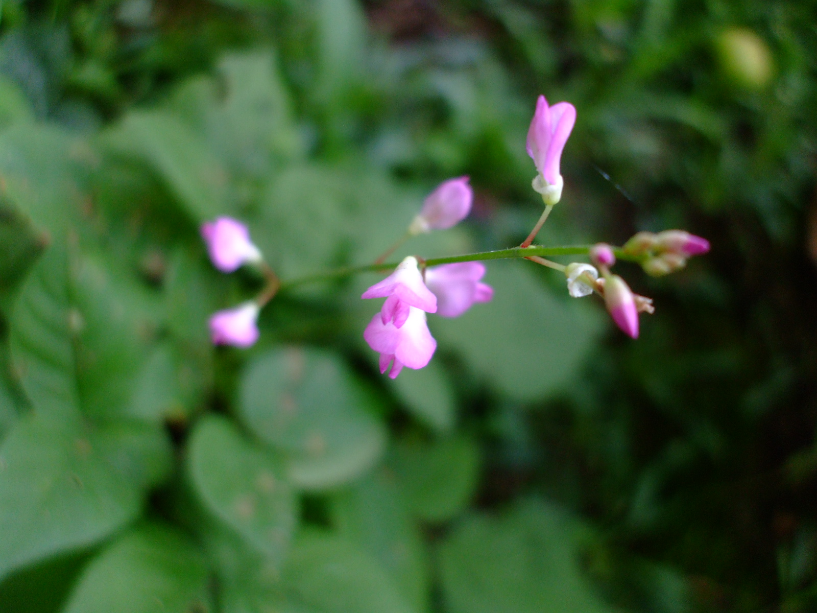 Desmodium glutinosum